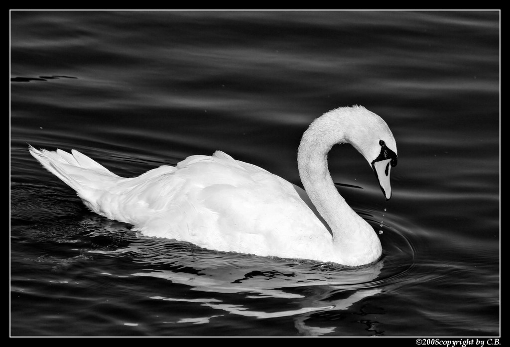My white swan...