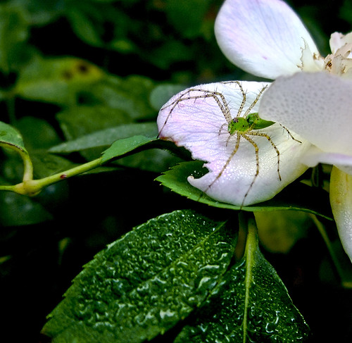 morning macro green rose garden spider texas victoria dew