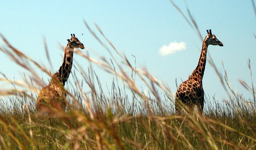 africa grass giraffe uganda murchisonfalls