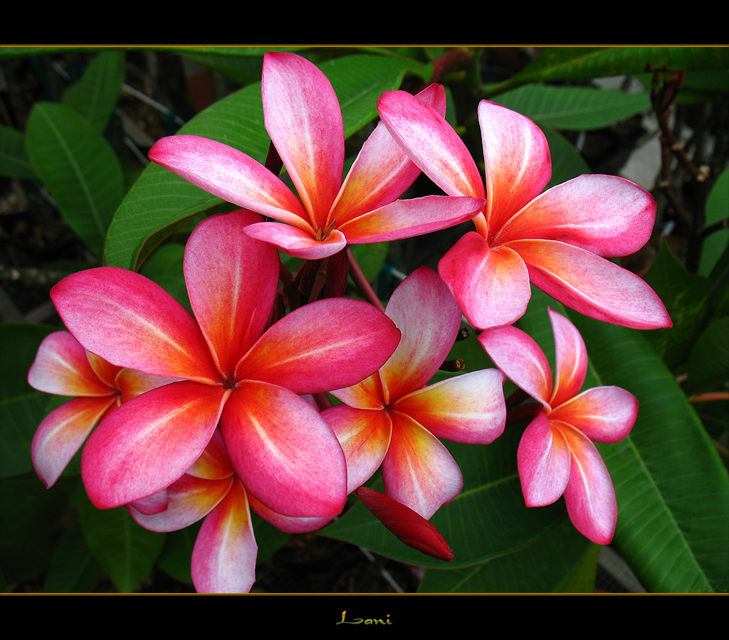 The Plumeria Lani | Here is the Plumeria Lani which has a fl… | Flickr