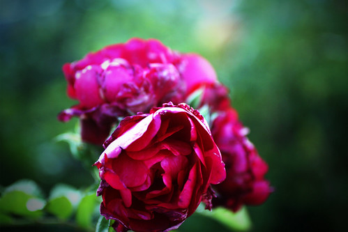 fallen rose | finfint bilde av en rose utenfor seilet i mold… | Stig ...