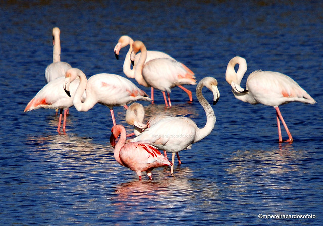 Flamingo comum (Phoenicopterus ruber)