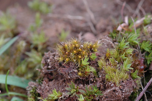 Pleuridium acuminatum (Taper-leaved Earth-moss / Klein kortsteeltje)