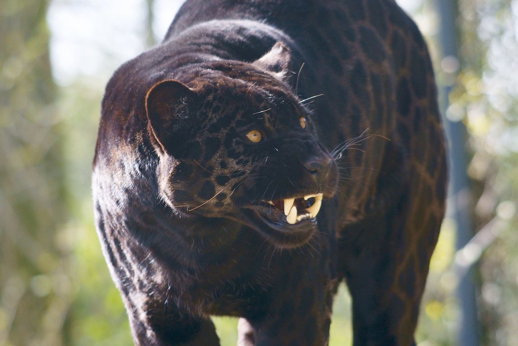  JAGUAR  NOIR  Jaguar  noir  29 mars 2008 Zoo de  Beauval 41 