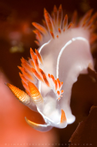 Flabellina trilineata Nudibranch - Carmel, California by Jim Patterson Photography