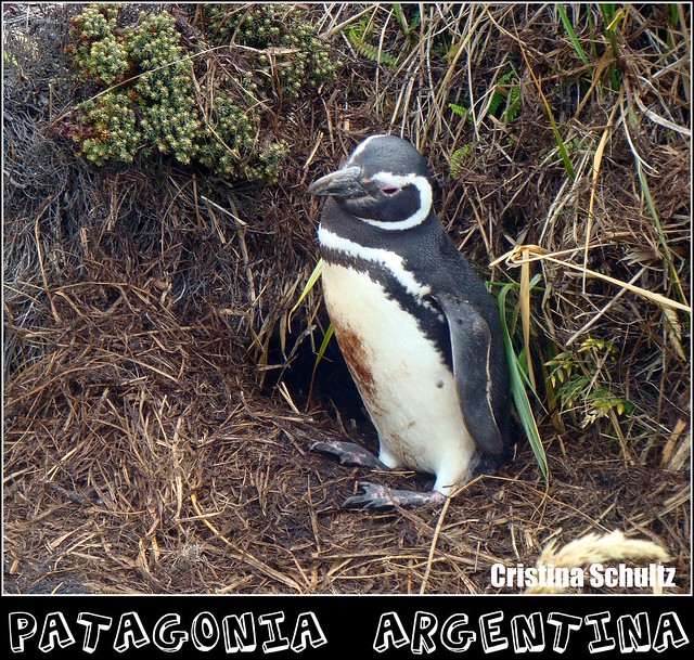 PINGUIN DA ARGENTINA habitat natural