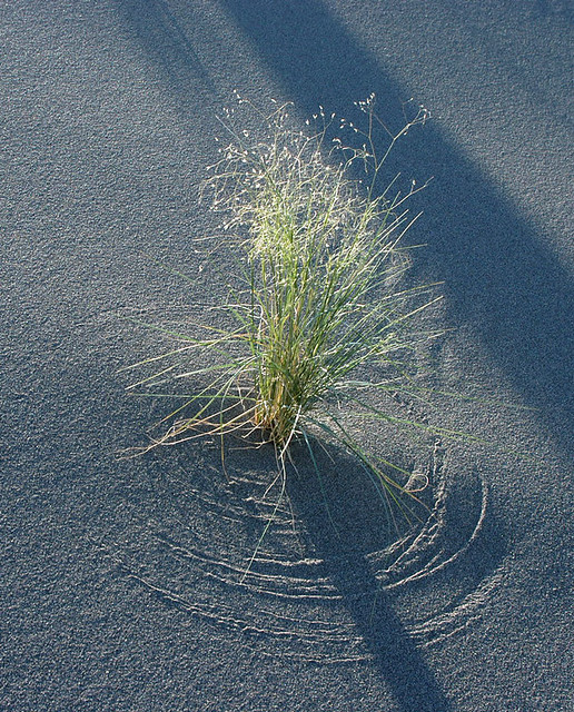Dune grass... 20050623_4700