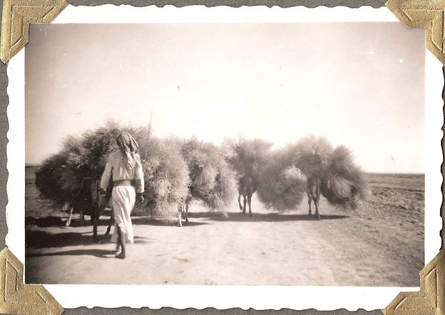 Donkeys and arfaj in Kuwait...Persian Gulf Region; about 1950  الحمير وarfaj في الكويت... الفارسية منطقة الخليج نحو 1950