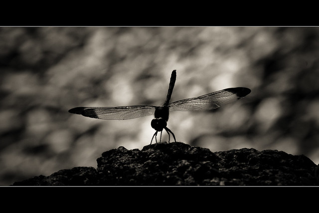 Horizontals: Dragonfly b&w