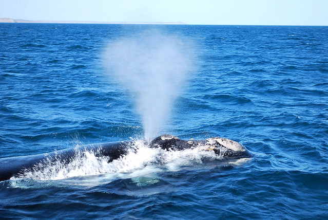 Southern Right Whale_Ballena Franca Austral