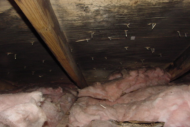Moldy plywood in Attic Condition