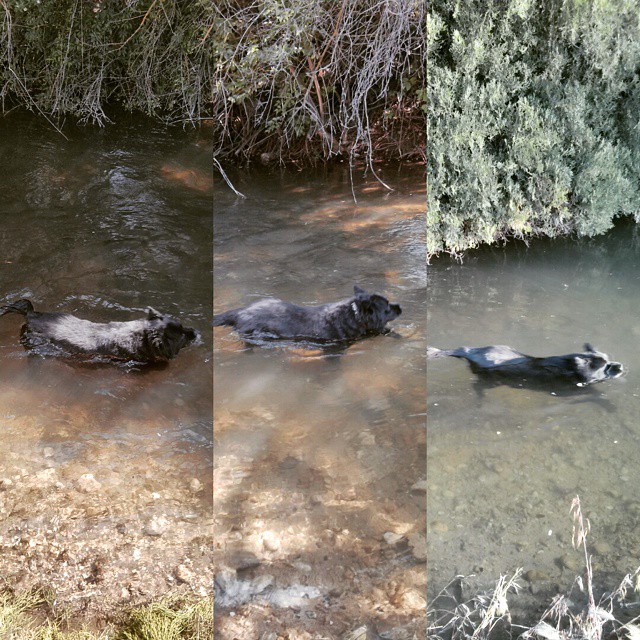 16 years old and she still swims and plays like a pup. She naps a bit more often, but then again so do I.  #saragram
