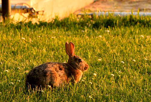sunset wild rabbit grass mi yard spring westlake clover tame munching goldenhour lagomorph june2015