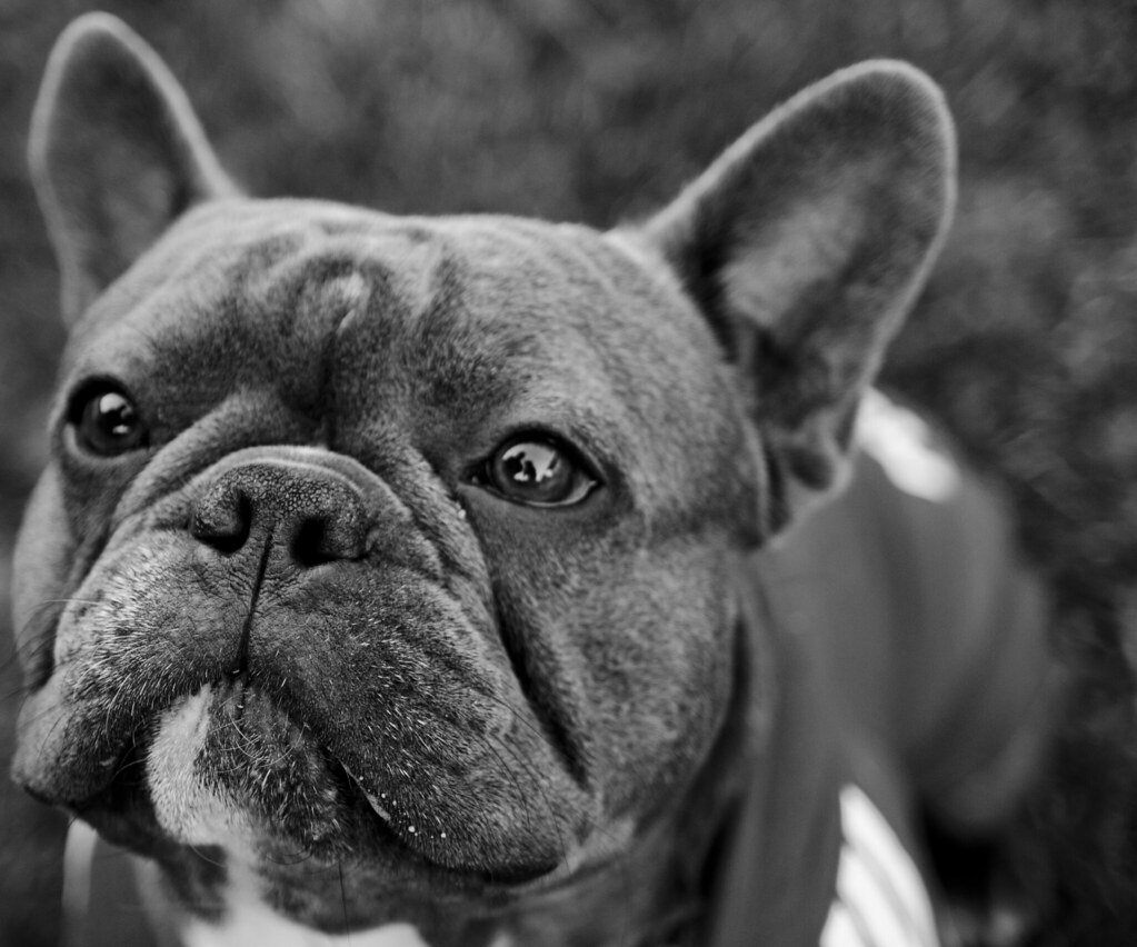DSC_1097 | Harry - French Bulldog | Jan Löf | Flickr