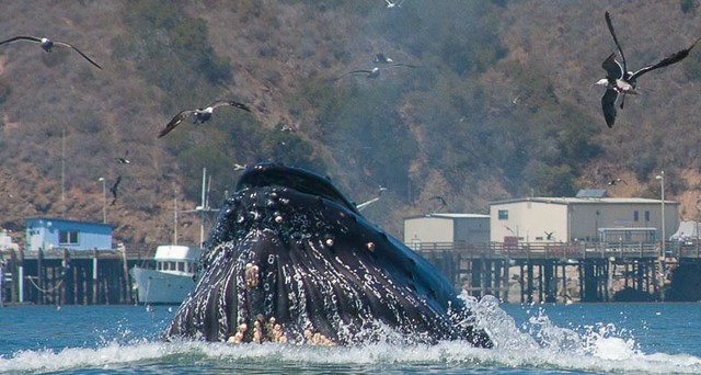 Humpback Whales in Avila Beach, California
