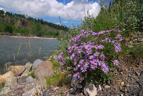 Bragg Creek PP