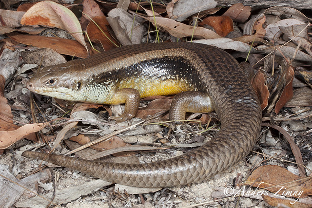 Bellatorias frerei | Coen, QLD | Anders Zimny | Flickr