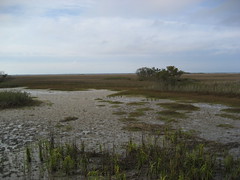 Hunting Island Marsh #1