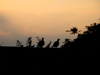 Pigeons Against Sunset