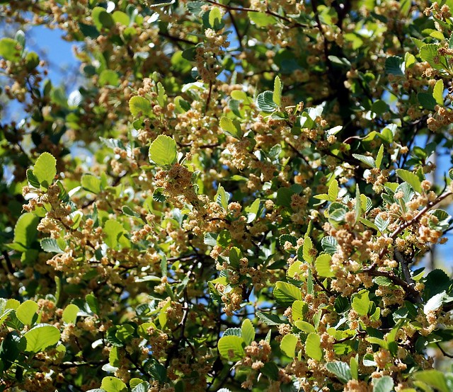 Cercocarpus betuloides var. blancheae - Catalina Mountain Mahogany