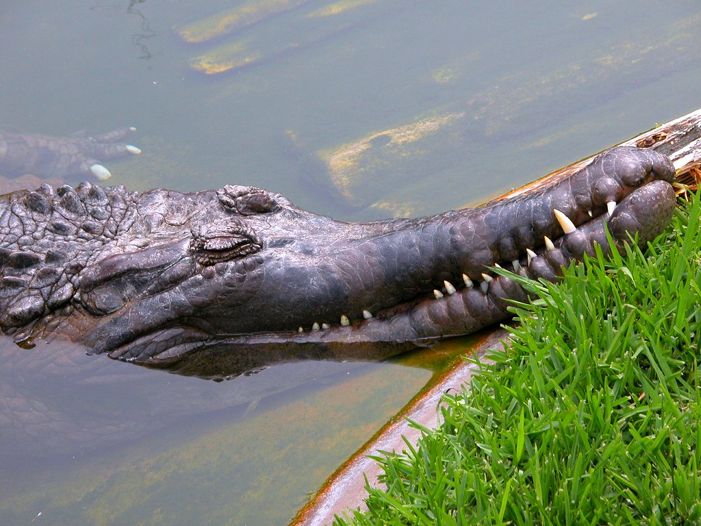Alligator Adventure - Gharial resting in the sunshine