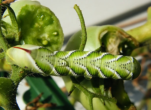 nature texas wildlife moth lepidoptera caterpillar larva tobaccohornworm
