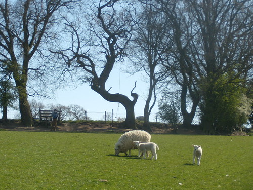 Stlie by the wiggly tree Nearing the coast Rye to Hastings