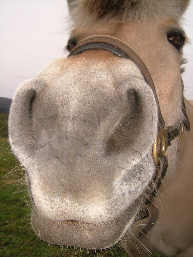 ☺ Big nose-fjording ☺ | My album of farm animals here. | Flickr