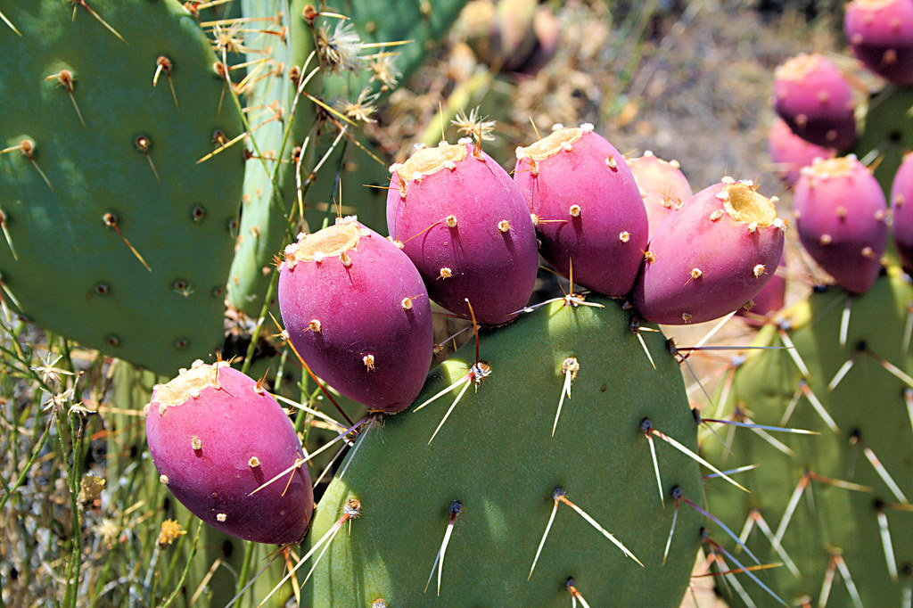 Prickly Pear Fruit - Explore #375 (started lower and has moved up)