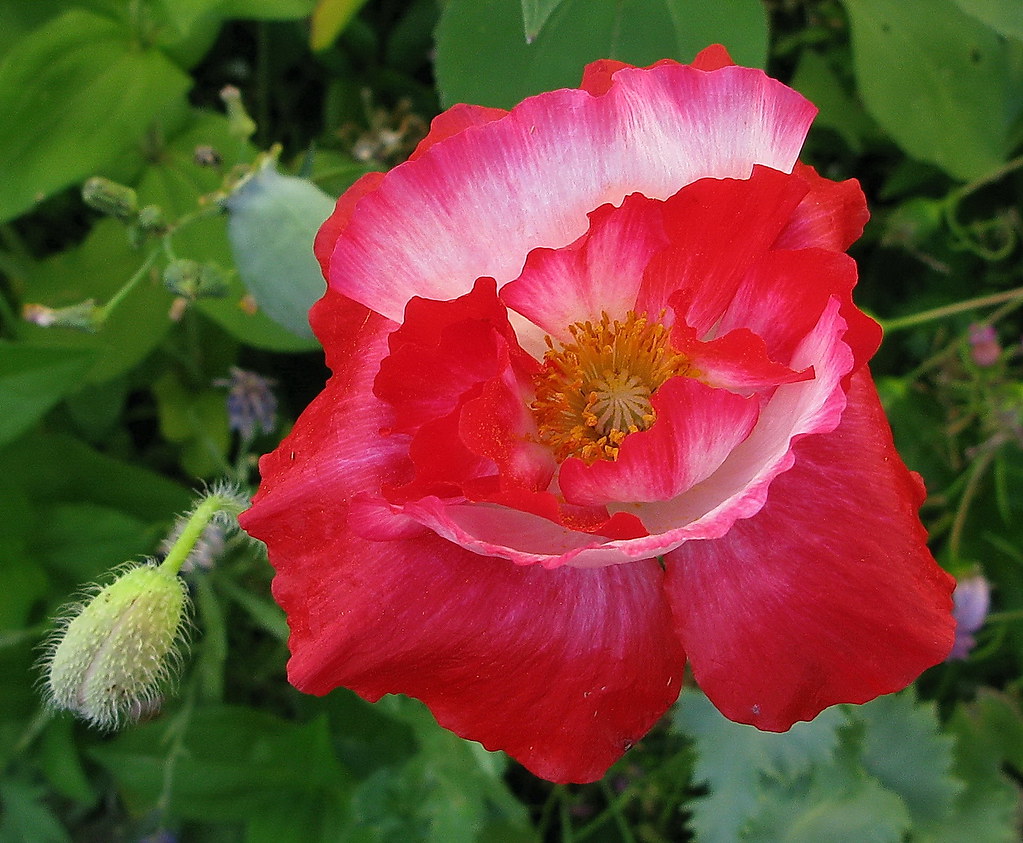 Simley Poppy Shirley poppy_17 | grand_duchess876 | Flickr