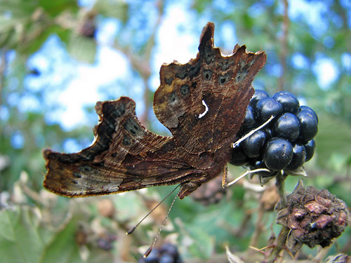 Camouflage...... | by Deeryme