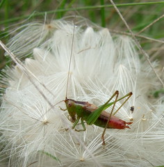 Short-winged Meadow Katydid