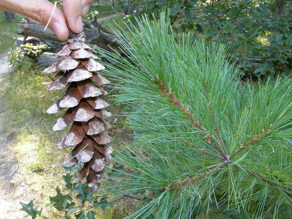 Pino blanco / White pine (Pinus strobus)