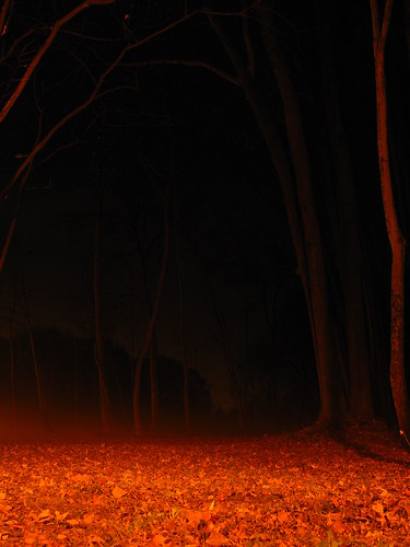 trees red mist leaves fog night dark blood gloomy branches atmosphere eerie tall silhoutte bloodrednight greeneyephoto