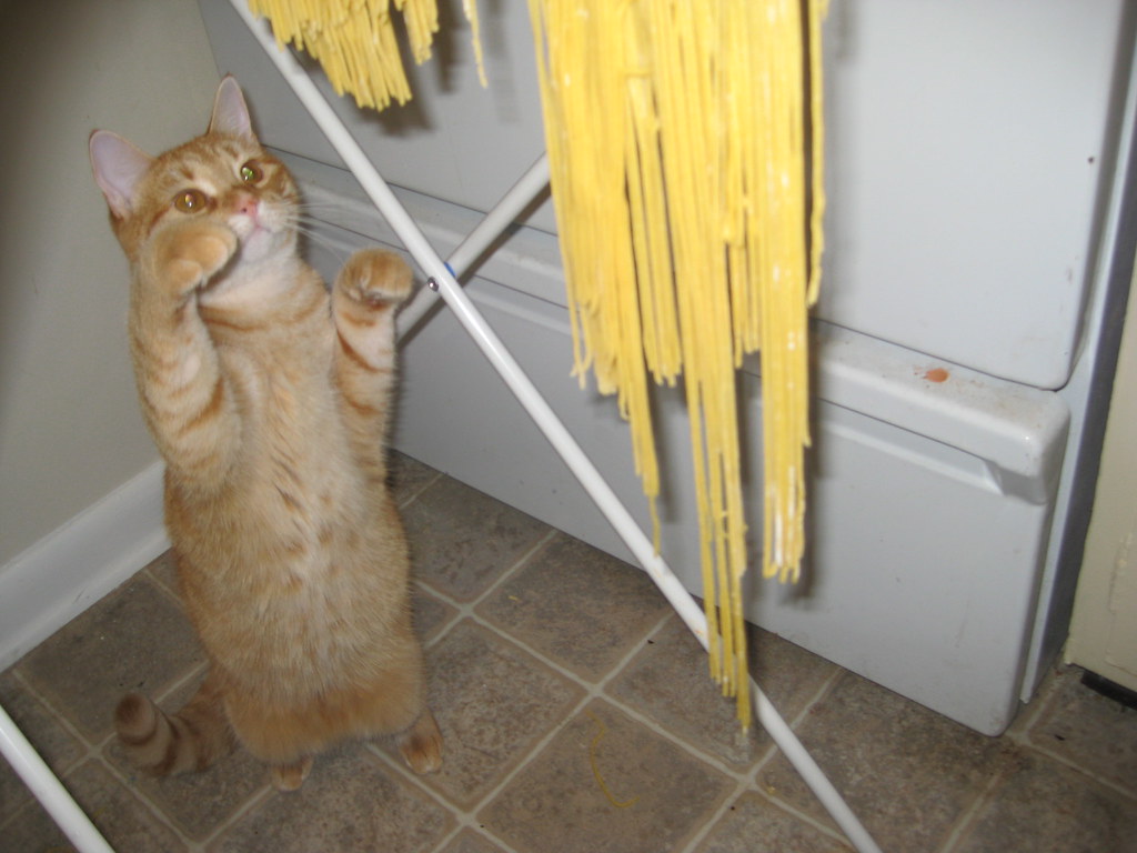 Kitten + homemade pasta = entertained kitten + no pasta.