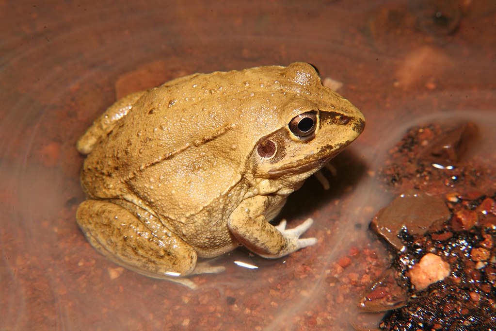Giant Frog (Litoria australis), near Tennant Creek, 7kms N…