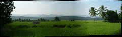 Rice fields at Mae Sariang