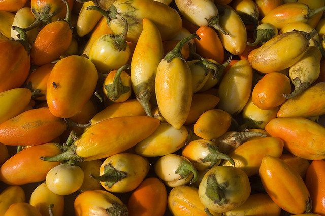 Solanum melongena (Solanaceae)