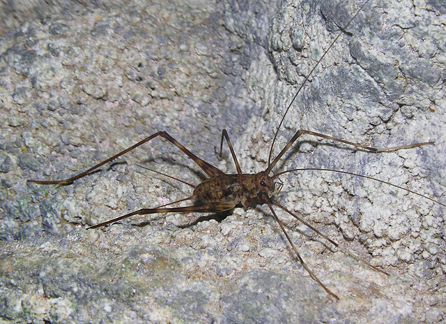 A cave-dwelling cricket (Phalangopsinae), La Gruta cave, Bocas del Toro, Panama