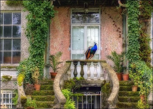 ireland house colours decay peacock olympus deserted hdr e510 tonemapping photomatrix cocarlow altamontgardens