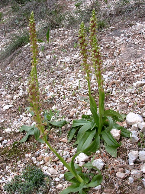 Orchis anthropophora (L.) All. (Orchis anthropomorpha Steud.) Stace 3rd Edition (Aceras anthropophorum (L) W. T.  Aiton) Flora Vascular de Andalucía Oriental - Man Orchid