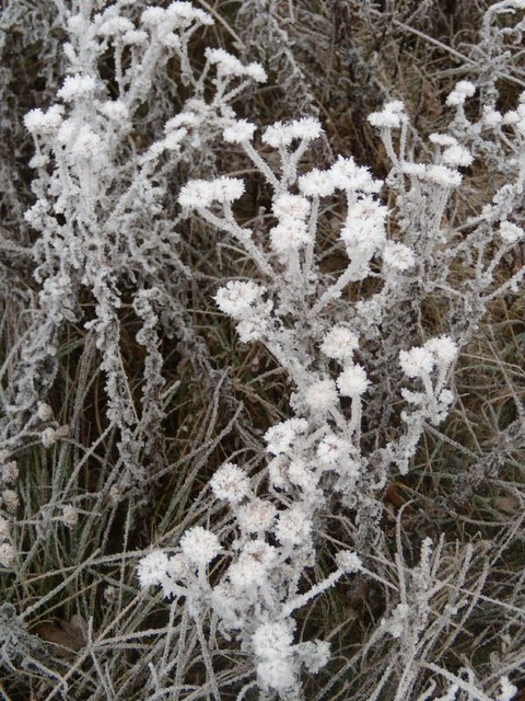 Frosty flower Wanborough to Godalming