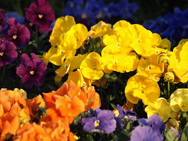 Multi-colored pansies in a multi-cultural city