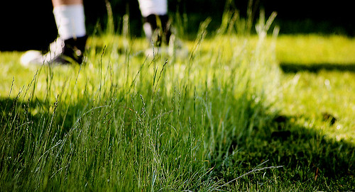 summer grass backyard 365 firstdayofsummer simpons screechingweasel mowingthelawn happybirthdaylisa justranoutoftimetodoanythingwiththem andididntwanttopostthemwithoutwarningsusan itookbetterpicturestoday andtwoareofbugmacros whothinksbugsareicky
