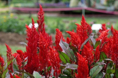 Celosia blooms looking like flames | This is either Chinatow… | Flickr
