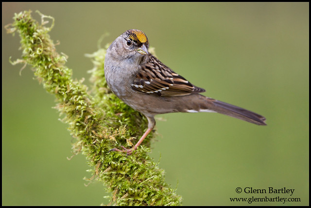 Golden-crowned Sparrow - 09