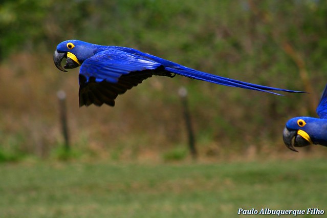 ARARA-AZUL (Anodorhynchus hyacinthinus) Hyacinth Macaw