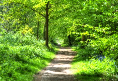 Summer path | Ranmore common, Surrey (with some Orton effect… | Jim ...