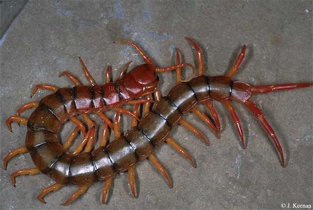 Vietnamese Giant Centipede ~ Scolopendra subspinipes