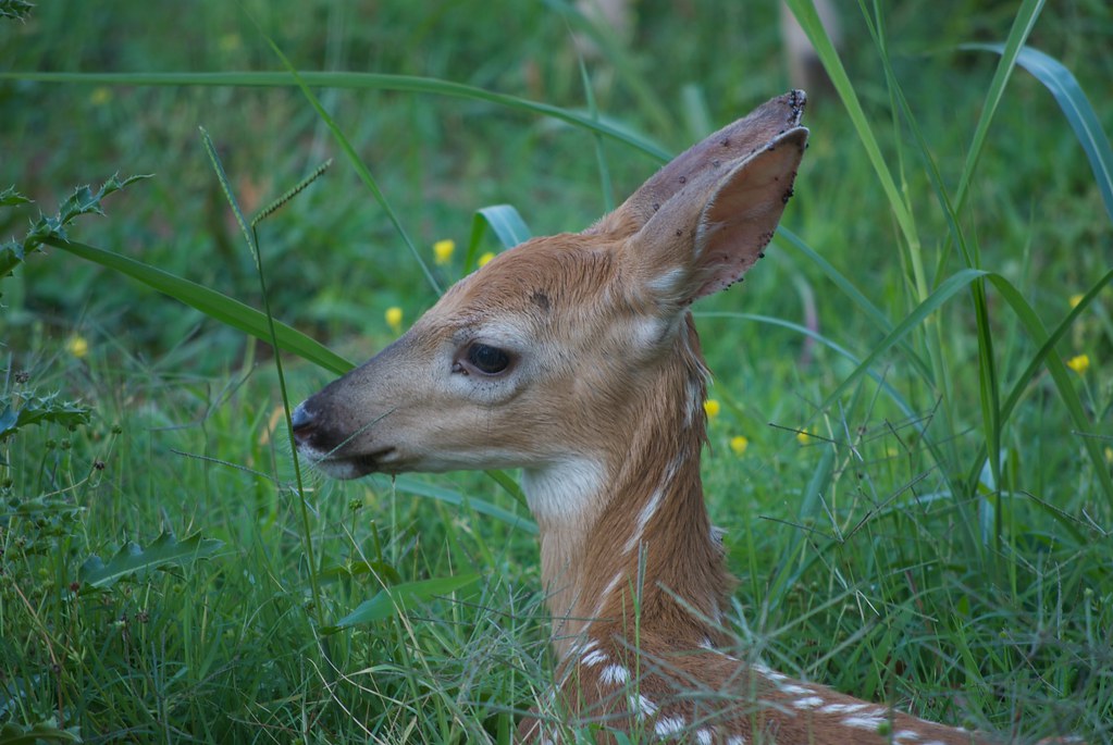 Fawn 2 Unedited | The second fawn shot with no editing. | R.E. Puckett ...